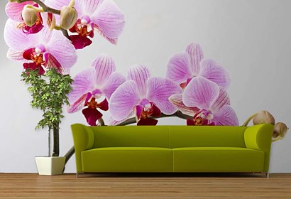 Tapeta na mieru Orchid bloom